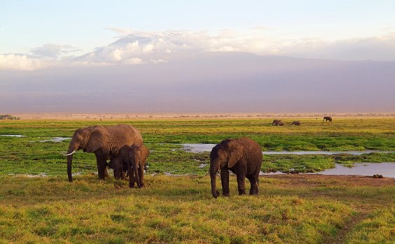 Elefanten grasen, der Kilimanjaro im Hintergrund